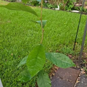 Black Gum Tree Live Plant (Nyssa sylvatica) – Scarlet Fall Color, Wildlife Friendly, 6-12 inches, Quart Pot, Outdoor - Image 4