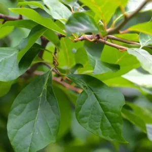 Black Gum Tree Live Plant (Nyssa sylvatica) – Scarlet Fall Color, Wildlife Friendly, 6-12 inches, Quart Pot, Outdoor - Image 7