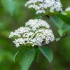 Black Haw Viburnum Live Plant – 4 inch Container – White Flowers - Image 1
