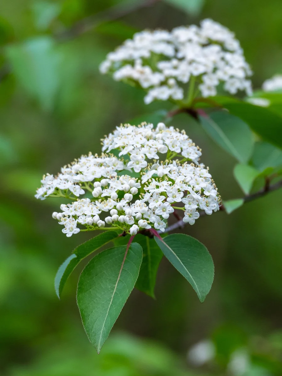 Black Haw Viburnum Live Plant – 4 inch Container – White Flowers - Image 1