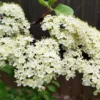 Black Haw Viburnum Live Plant – 6-12" Tall – 4" Pot – White Blooms – Outdoor Shrub - Image 1