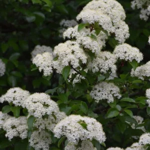 Black Haw Viburnum Live Plant – 6-12" Tall – 4" Pot – White Blooms – Outdoor Shrub - Image 2