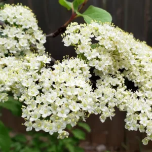 Black Haw Viburnum Live Plant – 6-12" Tall – 4" Pot – White Blooms – Outdoor Shrub - Image 1