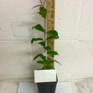 Black Haw Viburnum Live Plant – 6-12