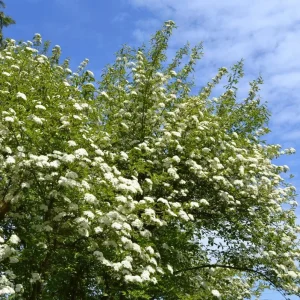 Black Haw Viburnum Live Plant - Native Flowering Shrub - Quart Pot - Image 3
