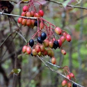 Black Haw Viburnum Live Plant - Native Flowering Shrub - Quart Pot - Image 5