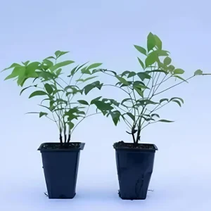 Black Haw Viburnum Live Plant - Native Flowering Shrub - Quart Pot - Image 7