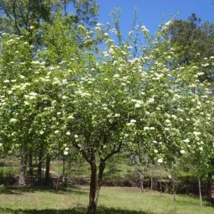 Black Haw Viburnum Live Plant - Native Flowering Shrub - Quart Pot - Image 1