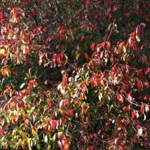 Black Haw Viburnum Live Plant - Native Flowering Shrub - Quart Pot - Image 8