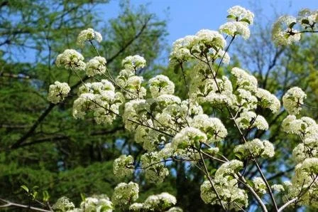 Black Haw Viburnum Live Plant – Viburnum Prunifolium – 4'' Pot – Outdoor Shrub - Image 2