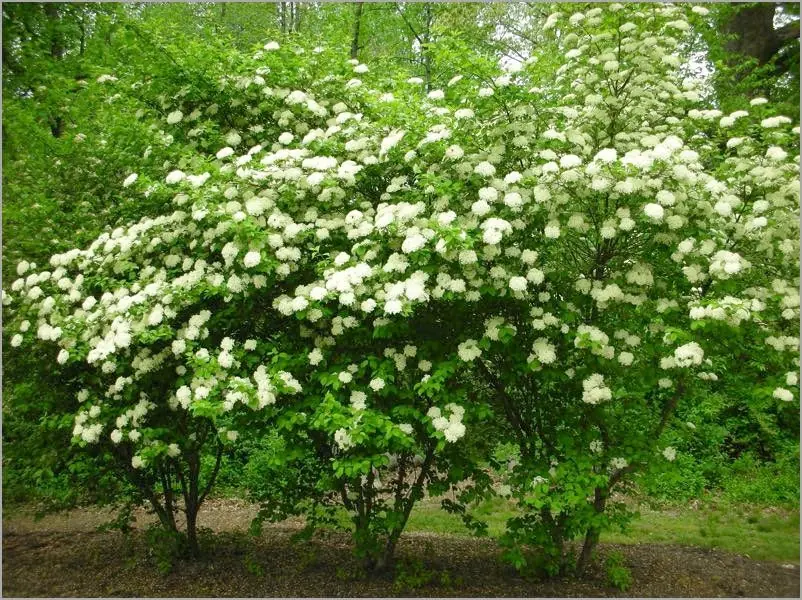 Black Haw Viburnum Live Plant – Viburnum Prunifolium – 4'' Pot – Outdoor Shrub - Image 3