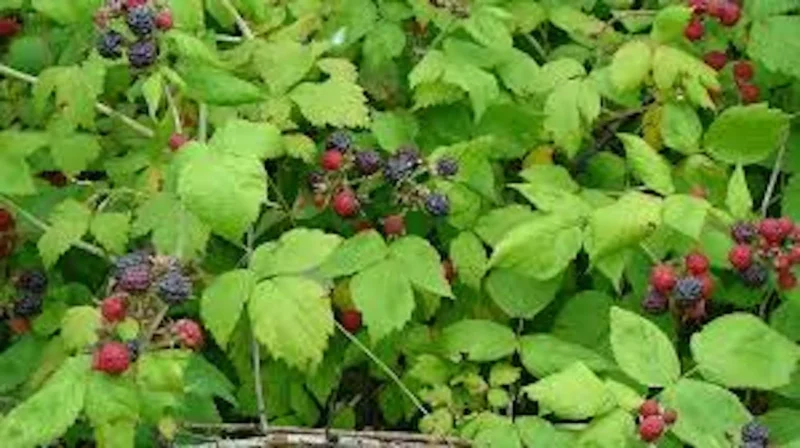 Black Hawk Black Raspberry Plants - Hardy Fruit for Your Garden