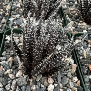 Black Haworthia Aloe Haworthioides Live Succulent Plant - Rare 2 inch or 3.5 inch pot - Image 3