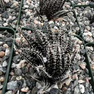 Black Haworthia Aloe Haworthioides Live Succulent Plant - Rare 2 inch or 3.5 inch pot - Image 5