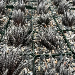 Black Haworthia Aloe Haworthioides Live Succulent Plant - Rare 2 inch or 3.5 inch pot - Image 6