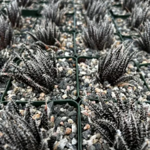 Black Haworthia Aloe Haworthioides Live Succulent Plant - Rare 2 inch or 3.5 inch pot - Image 7