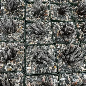 Black Haworthia Aloe Haworthioides Live Succulent Plant - Rare 2 inch or 3.5 inch pot - Image 8