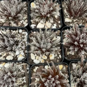 Black Haworthia Aloe Haworthioides Live Succulent Plant - Rare 2 inch or 3.5 inch pot - Image 9