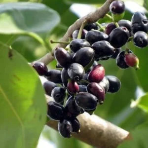 Black Java Plum Live Plant - Syzygium cumini Tropical Fruit Tree - 6-10" Tall - Image 2