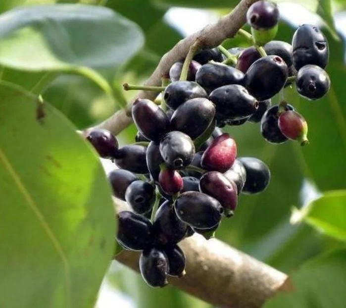 Black Java Plum Live Plant - Syzygium cumini Tropical Fruit Tree - 6-10" Tall - Image 2
