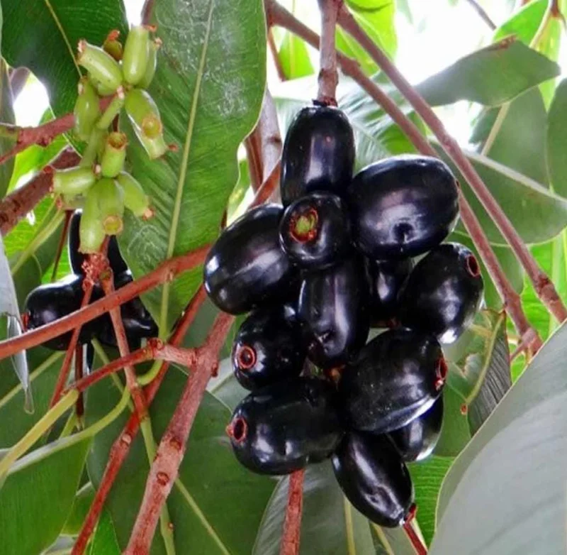 Black Java Plum Live Plant - Syzygium cumini Tropical Fruit Tree - 6-10" Tall - Image 4