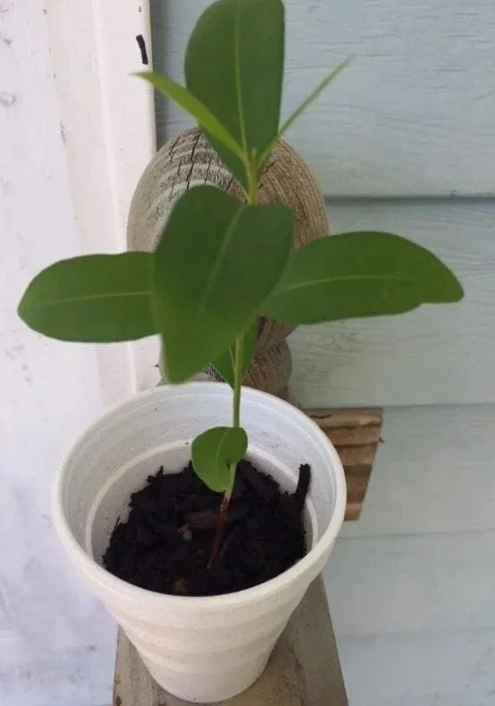 Black Java Plum Live Plant - Syzygium cumini Tropical Fruit Tree - 6-10" Tall - Image 7