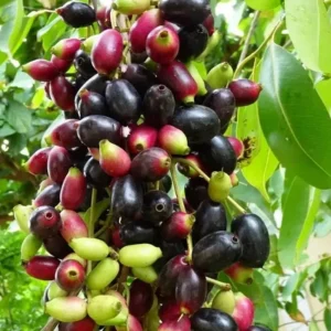 Black Java Plum Live Plant - Syzygium cumini Tropical Fruit Tree - 6-10" Tall - Image 1