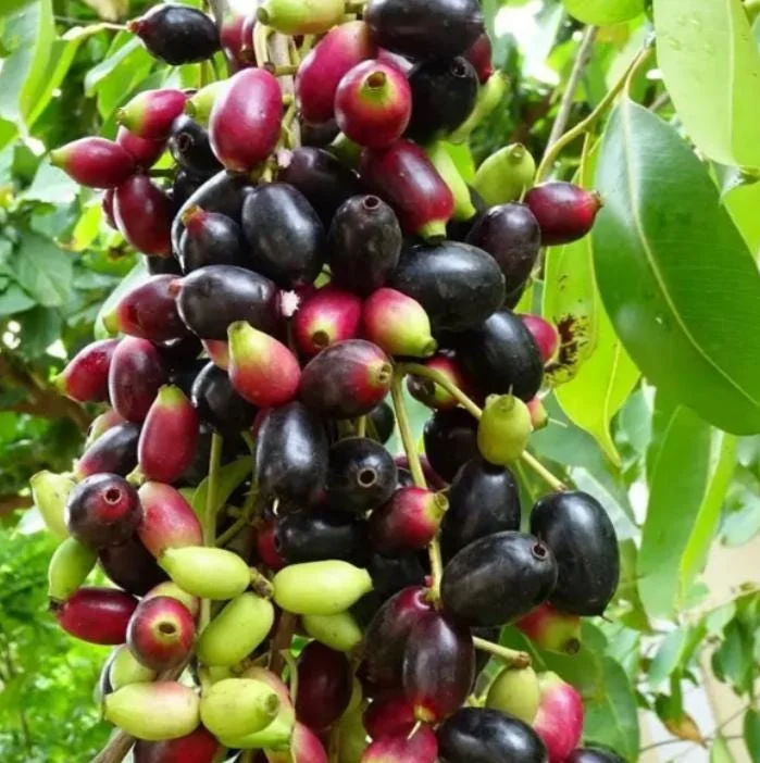Black Java Plum Live Plant - Syzygium cumini Tropical Fruit Tree - 6-10" Tall - Image 1