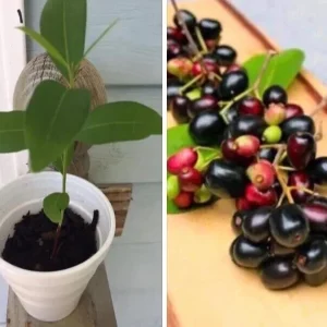 Black Java Plum (Syzygium Cumini) Fruit Tree Live Plant 6-10 inch Tropical Edible - Image 2