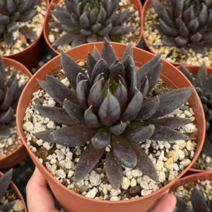 Black Knight Echeveria Live Plant - Dark Succulent in 6 inch Pot - Indoor/Outdoor - Image 2