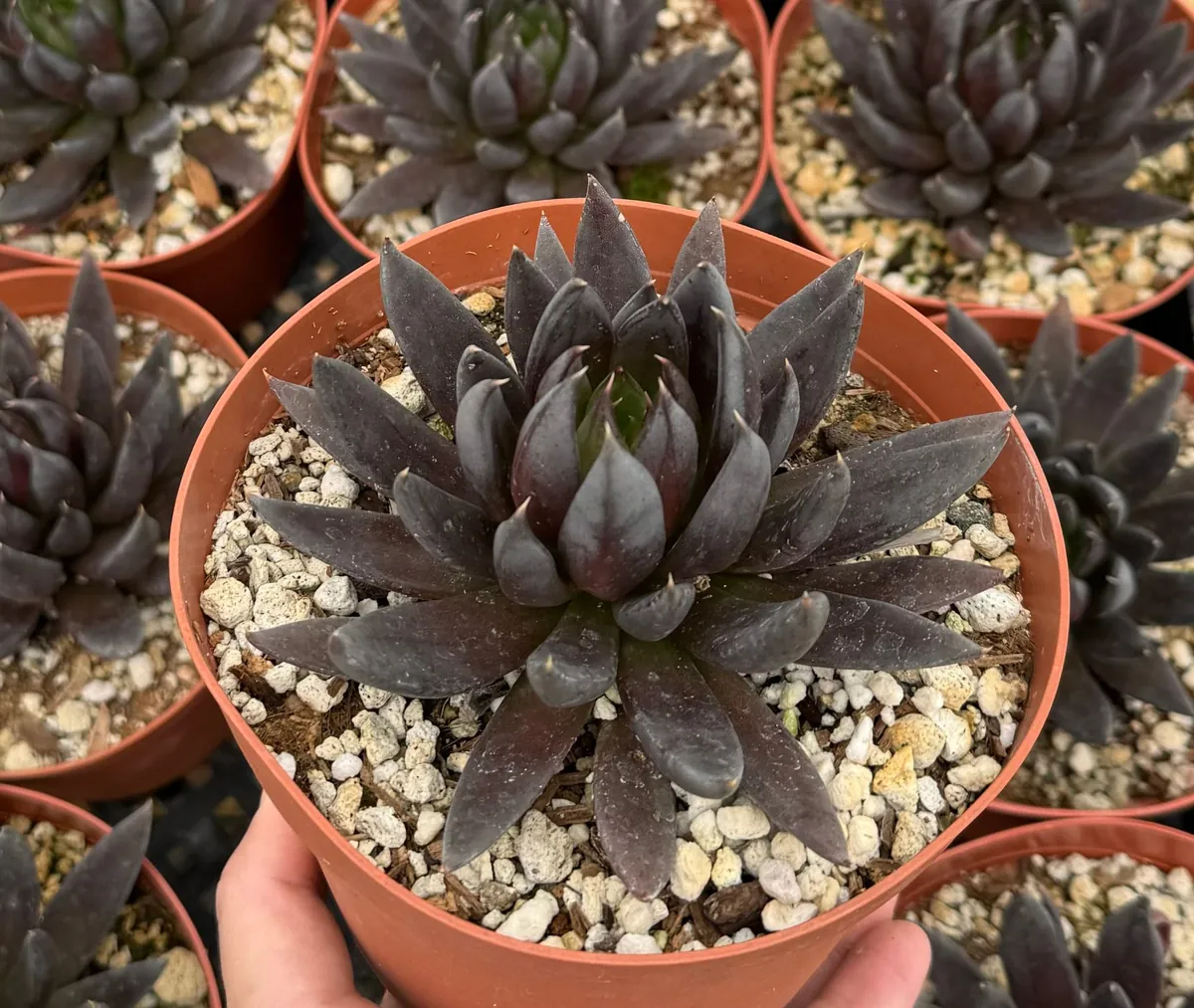 Black Knight Echeveria Live Plant - Dark Succulent in 6 inch Pot - Indoor/Outdoor - Image 2