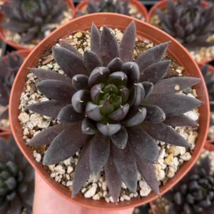 Black Knight Echeveria Live Plant - Dark Succulent in 6 inch Pot - Indoor/Outdoor - Image 3