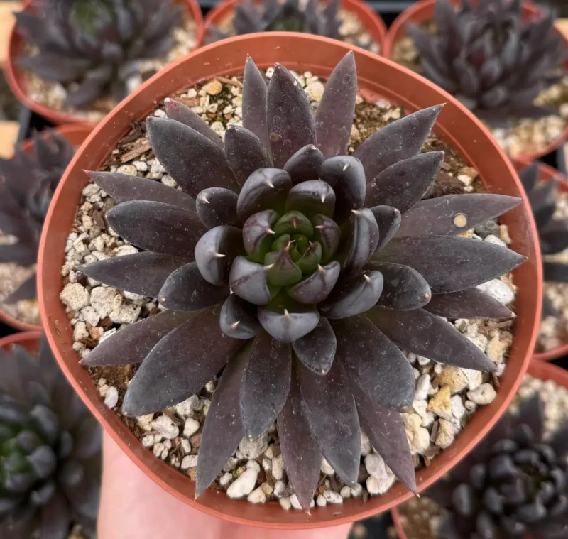 Black Knight Echeveria Live Plant - Dark Succulent in 6" Pot
