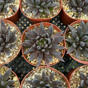 Black Knight Echeveria Live Plant - Dark Succulent in 6 inch Pot - Indoor/Outdoor - Image 4