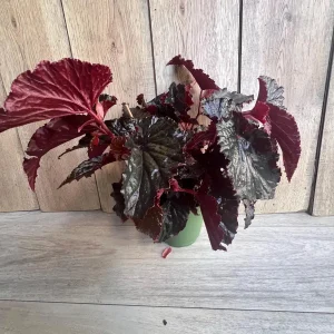 Black Magic Begonia Live Plant - 6 inch Pot, Dark Foliage Houseplant - Image 3