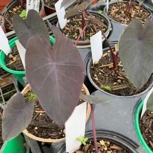 Black Magic Colocasia Live Plant – 4 inch Pot – Indoor/Outdoor Elephant Ear - Image 1