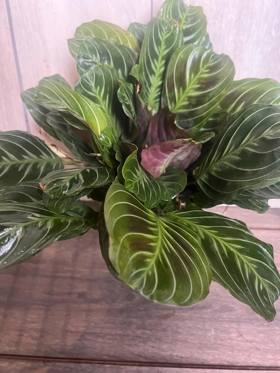 Black Maranta Live Plant - 6-inch Pot, Rare Prayer Plant, Dark Foliage Houseplant - Image 2
