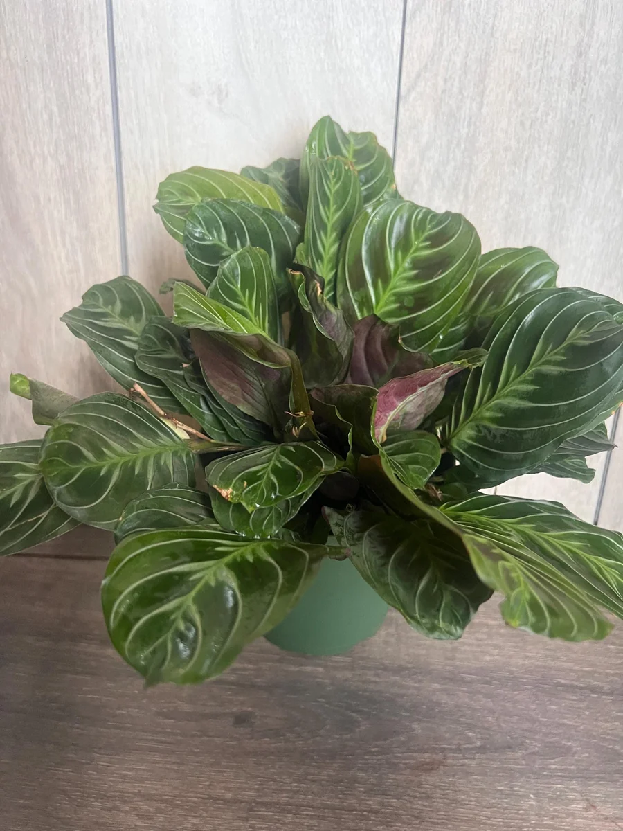 Black Maranta Live Plant - 6-inch Pot, Rare Prayer Plant, Dark Foliage Houseplant - Image 3