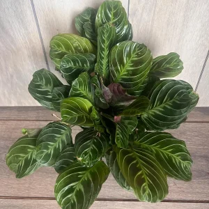 Black Maranta Live Plant - 6-inch Pot, Rare Prayer Plant, Dark Foliage Houseplant - Image 4