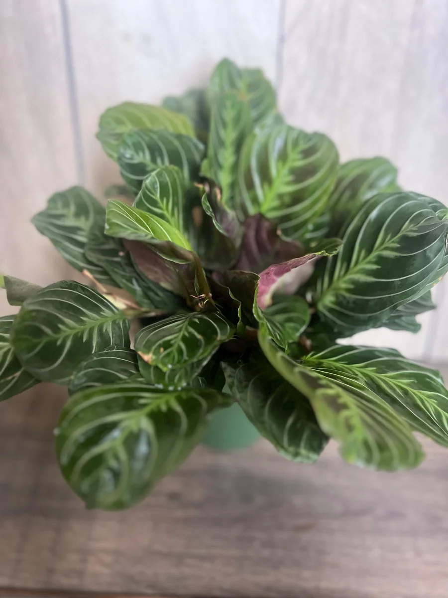 Black Maranta Live Plant - 6-inch Pot, Rare Prayer Plant, Dark Foliage Houseplant - Image 5