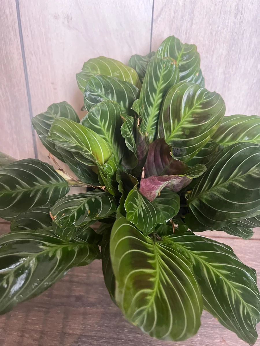Black Maranta Live Plant - 6-inch Pot, Rare Prayer Plant, Dark Foliage Houseplant - Image 6