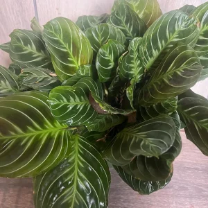 Black Maranta Live Plant - 6-inch Pot, Rare Prayer Plant, Dark Foliage Houseplant - Image 7