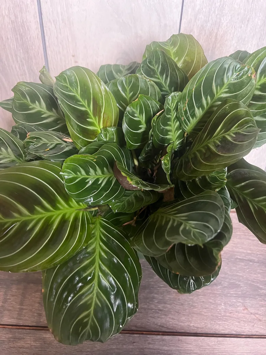 Black Maranta Live Plant - 6-inch Pot, Rare Prayer Plant, Dark Foliage Houseplant - Image 7