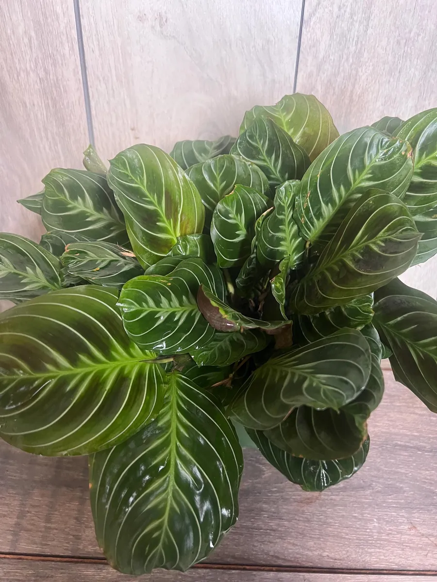 Black Maranta Live Plant - 6-inch Pot, Rare Prayer Plant, Dark Foliage Houseplant - Image 8