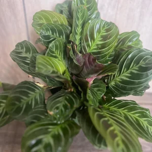 Black Maranta Live Plant - 6-inch Pot, Rare Prayer Plant, Dark Foliage Houseplant - Image 9
