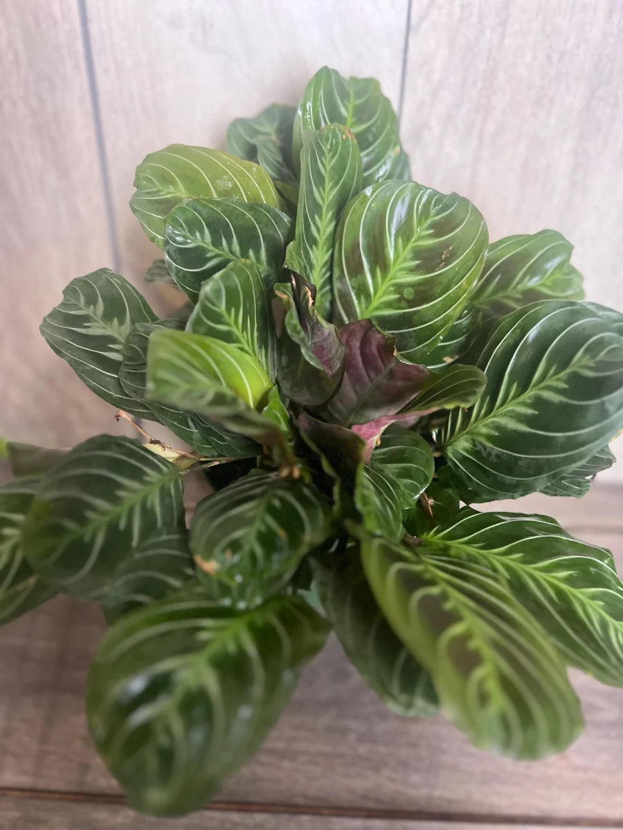 Black Maranta Live Plant - 6-inch Pot, Rare Prayer Plant, Dark Foliage Houseplant - Image 9