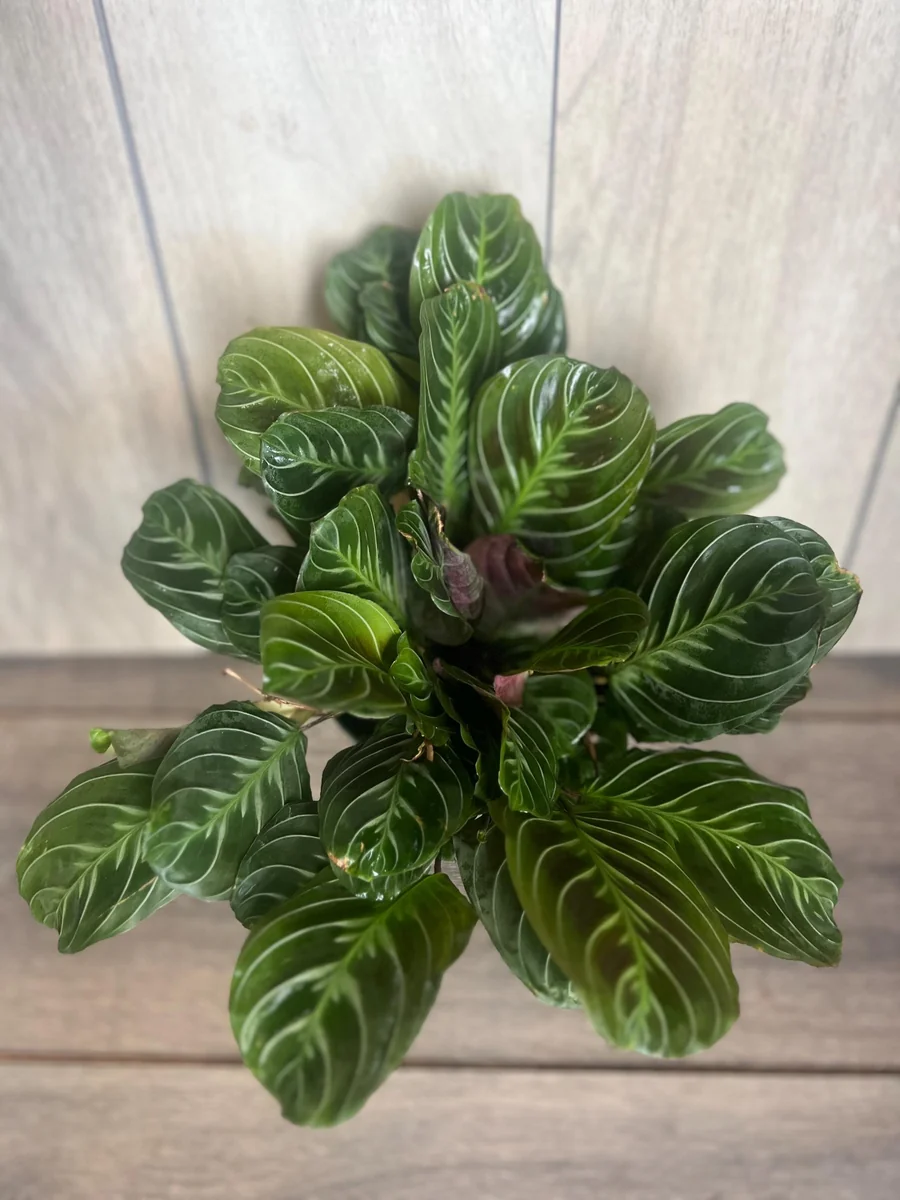 Black Maranta Live Plant - 6-inch Pot, Rare Prayer Plant, Dark Foliage Houseplant - Image 1