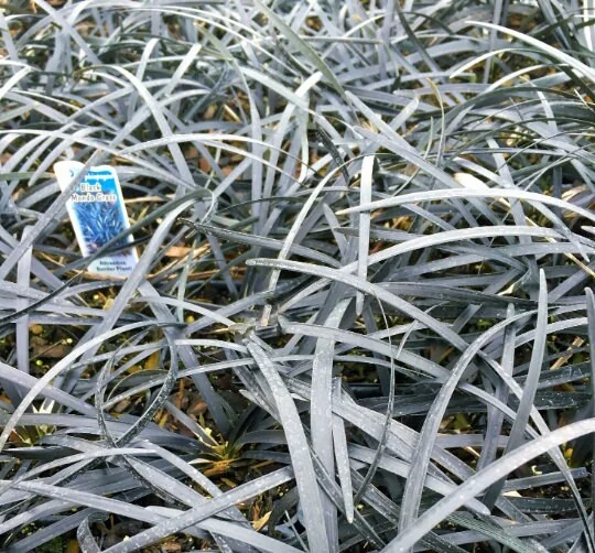 Black Mondo Grass Bareroot - Ophiopogon planiscapus 'Nigrescens' - Outdoor Plant - Image 2