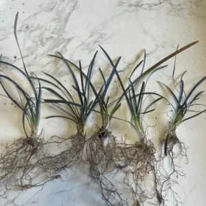 Black Mondo Grass Bareroot - Ophiopogon planiscapus 'Nigrescens' - Outdoor Plant - Image 3