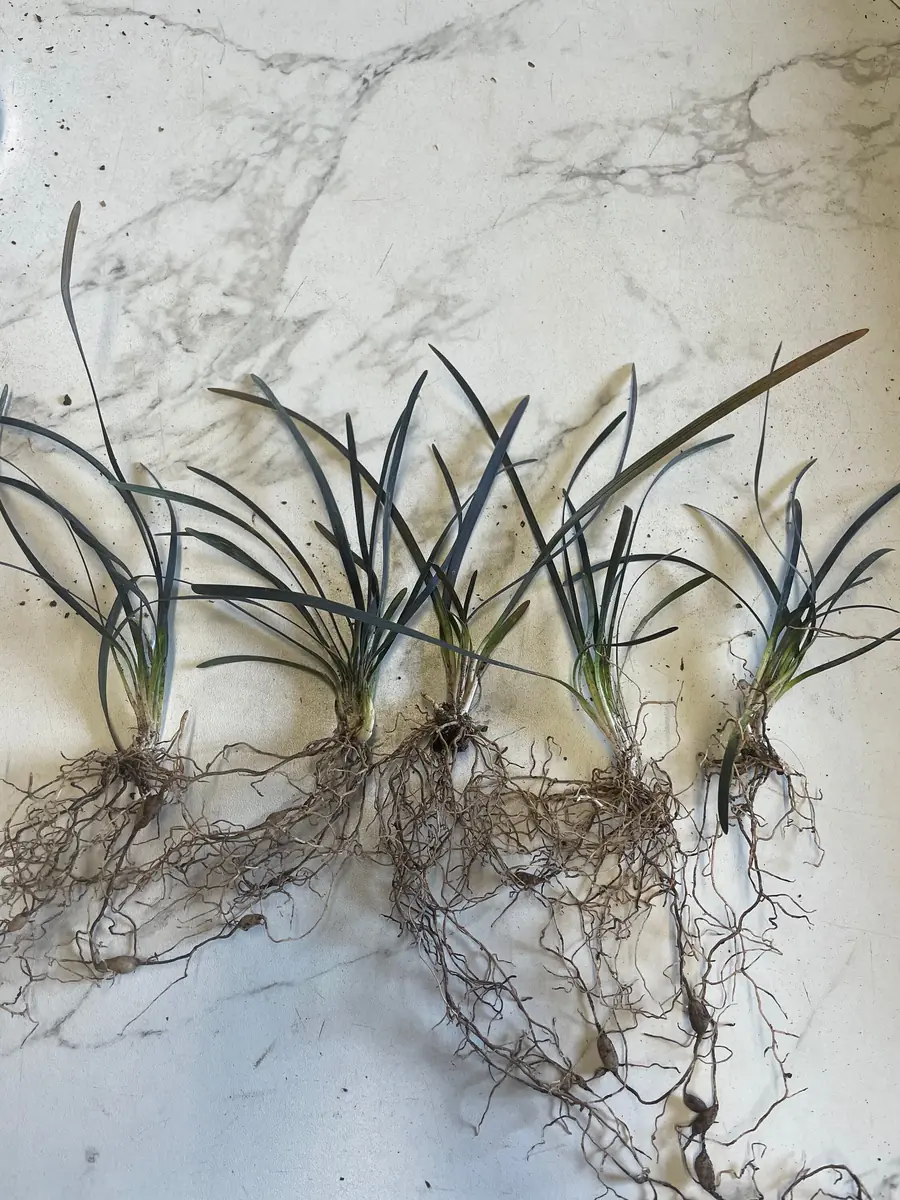 Black Mondo Grass Bareroot - Ophiopogon planiscapus 'Nigrescens' - Outdoor Plant - Image 3